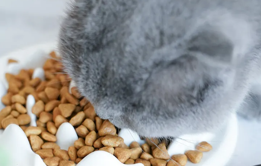 乐施昆虫蛋白食品怎么样? 乐施昆虫蛋白食品怎么样?