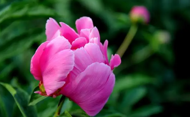芍药有毒吗 芍药有毒吗