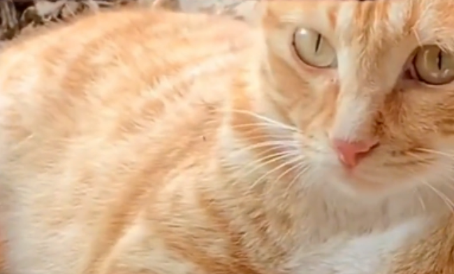 妹子遇猫拦路，意外发现它是4年前送养的流浪猫