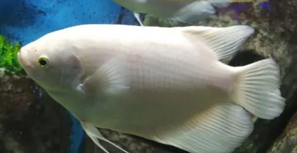 战船鱼和什么鱼混养好?建议最好是这一类的鱼 战船鱼和什么鱼混养好?建议最好是这一类的鱼