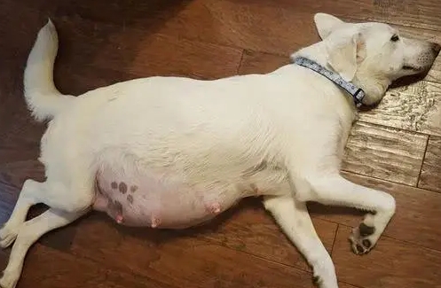 怀孕多少天生产