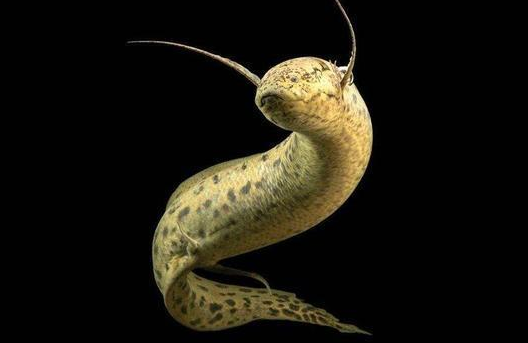 非洲肺鱼怎么养 该鱼主要生活于河流中 非洲肺鱼怎么养 该鱼主要生活于河流中
