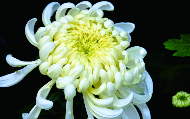 菊花暗示啥意思