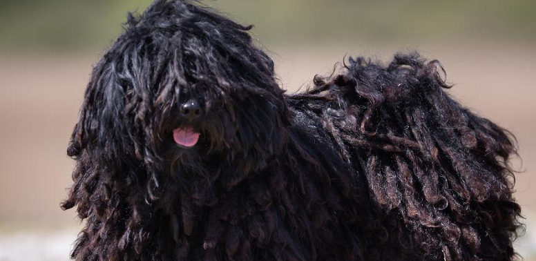 波利犬的特点 特别忠实于主人 波利犬的特点 特别忠实于主人