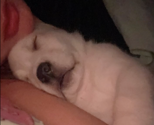 2个月大的拉布拉多还能搂着睡，现在占了大半个床