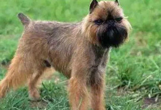 布鲁塞尔粗毛猎犬有什么缺点,对陌生人的自我意识强 布鲁塞尔粗毛猎犬有什么缺点,对陌生人的自我意识强