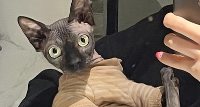 养斯芬克斯猫的女人性格