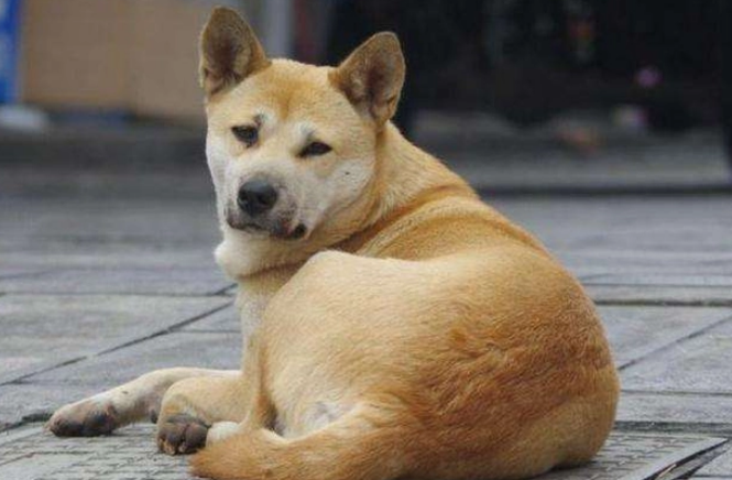 土狗品种大全图片名字