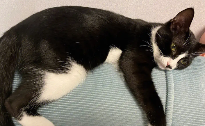 关于奶牛猫的介绍，过于真实！