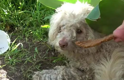 贵宾犬险些被撞，路人靠近就暴咬，救援后才知道它“看不见”