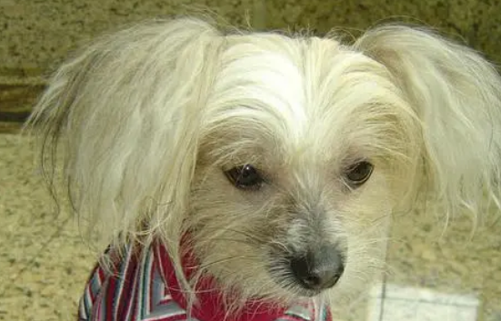 冠毛犬吃什么好 冠毛犬是很贪食的狗狗 冠毛犬吃什么好 冠毛犬是很贪食的狗狗
