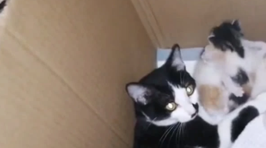 主人还担心捡回来的猫与家里的猫相处不来,结局难料,亲上加亲 主人还担心捡回来的猫与家里的猫相处不来,结局难料,亲上加亲