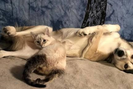 残疾猫猫被收养，流浪狗狗母爱爆发，成为最奇葩的猫妈妈 