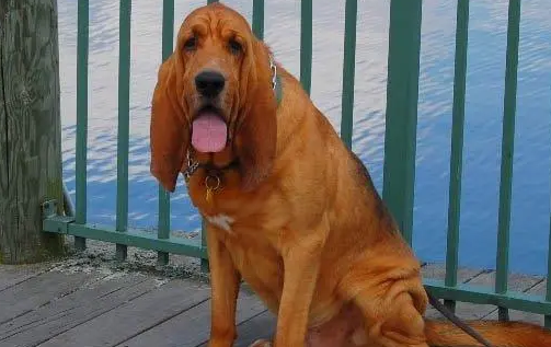 寻血猎犬掉毛吗？先要判断掉毛的情况