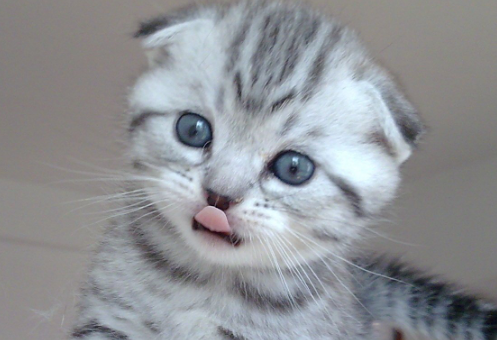 苏格兰折耳猫吃什么