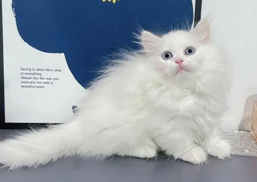 纯白拿破仑猫多少钱一只幼崽