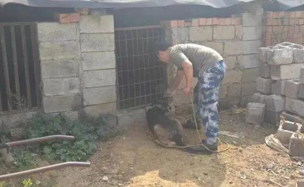 厉害！这只警犬找回了一群小香猪