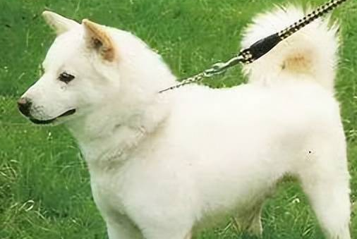 珍岛犬:“一生只有一位主人” 珍岛犬:“一生只有一位主人”