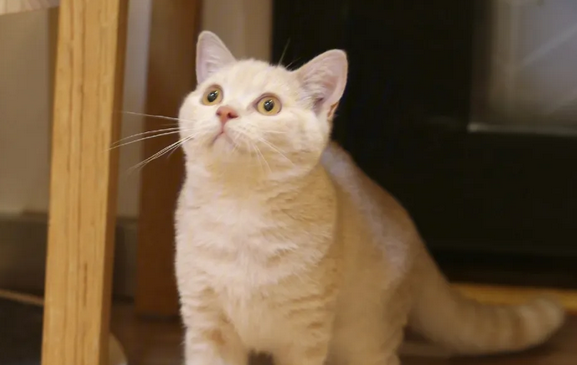 猫咪有这10个表现,证明它“智商高”,别小瞧它了 猫咪有这10个表现,证明它“智商高”,别小瞧它了