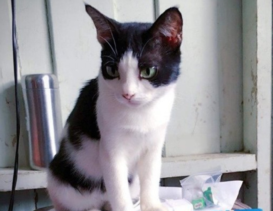 两年前捡的流浪猫,现在已经变成圆润的大胖子 两年前捡的流浪猫,现在已经变成圆润的大胖子