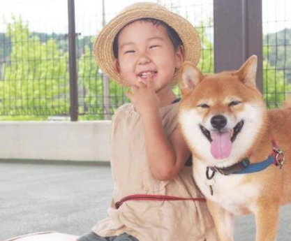 柴犬和小主人的幸福生活，一起吃饭睡觉打豆豆，网友：太治愈！