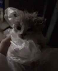 捡到一只脏兮兮的小猫，越养越好看，发现是只布偶猫