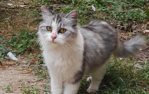 石家庄一公园现流浪猫 有人为其搭窝几天就不见