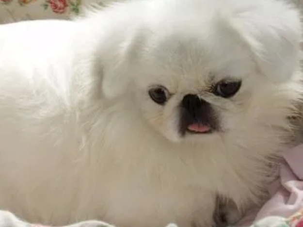 京巴犬幼犬价格图片