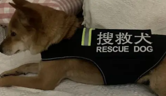 小区遇到只“警犬”是“冒牌货” 这样冒充违法吗？