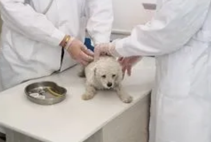 乐巢宠物医院：打造高品质宠物医疗服务