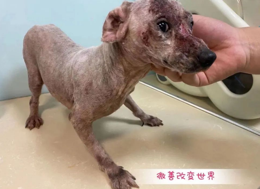 因病被抛弃在路边的比熊犬,我们承诺你今后的幸福汪生~ 因病被抛弃在路边的比熊犬,我们承诺你今后的幸福汪生~