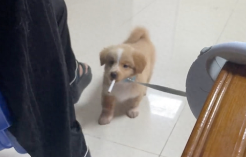 主人给狗递了一盒烟，没想到它娴熟的叼了一支烟出来
