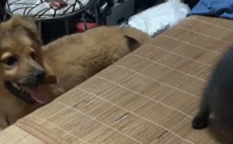 独居女生半夜门外有撬门声，养的土狗拼命吼叫吓退对方