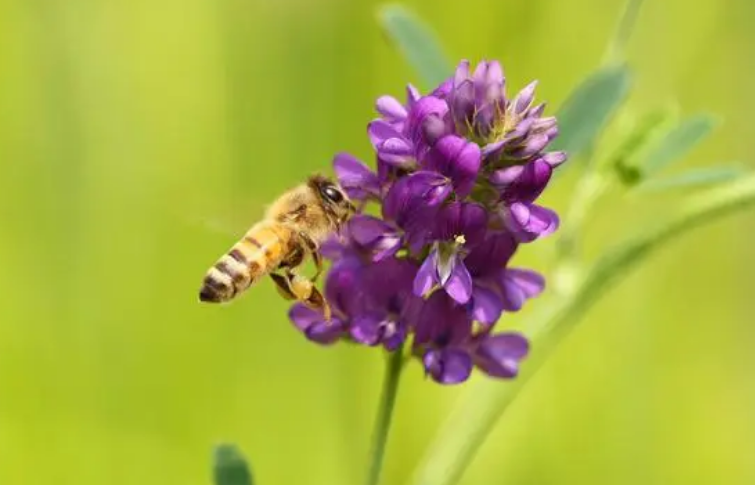 蜂入宅的寓意