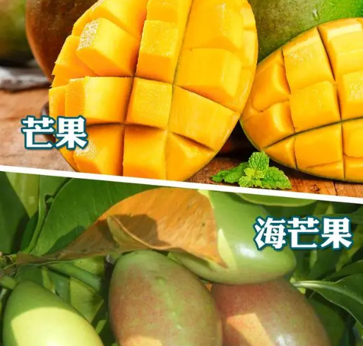 剧毒章鱼差点下锅?这些易混淆食物千万要注意! 剧毒章鱼差点下锅?这些易混淆食物千万要注意!