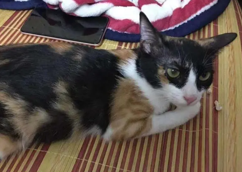 不溜狗犯法?小猫不绝育犯法?西班牙宠物法科普 不溜狗犯法?小猫不绝育犯法?西班牙宠物法科普