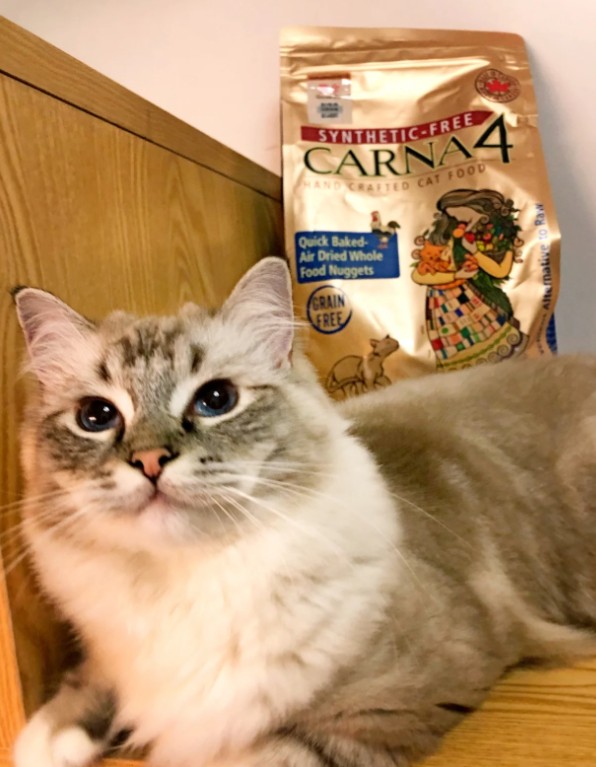 小众高端低温烘焙猫粮Carna4加卉的试吃日记 小众高端低温烘焙猫粮Carna4加卉的试吃日记