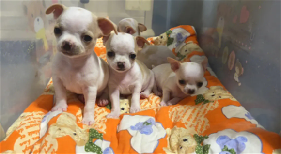 吉娃娃跟小鹿犬的区别