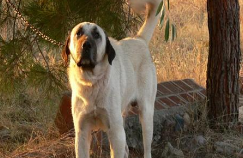 安娜图牧羊犬好养吗？养狗需要提前做好准备