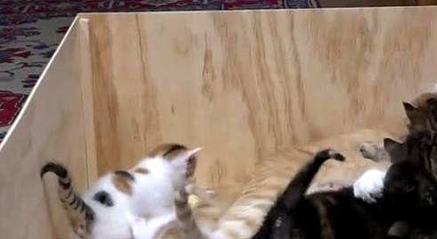 猫妈生了12只小猫，每次喂奶都生无可恋：感觉身体被掏空