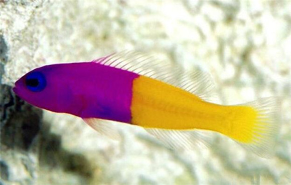 双色草莓鱼怎么养？水温为26度的水族箱