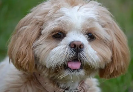 拉萨犬的掉毛程度?让我们关注起来 拉萨犬的掉毛程度?让我们关注起来