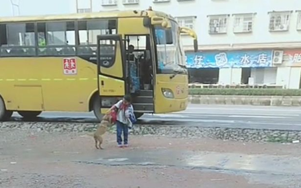 田园犬接小主人放学,一见校车就撒欢儿 田园犬接小主人放学,一见校车就撒欢儿