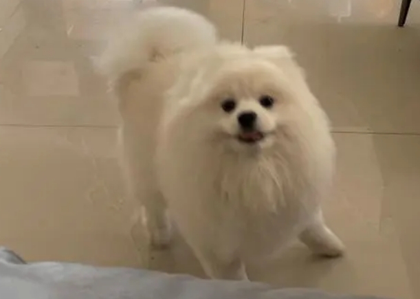 博美在家里突然疯跑