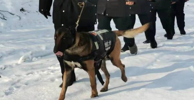 黑龙江3头警犬入选国家首批“功勋犬”! 黑龙江3头警犬入选国家首批“功勋犬”!