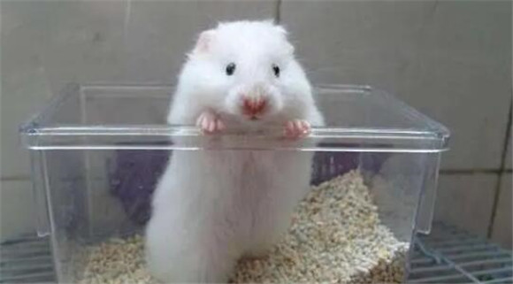 白熊仓鼠多大?白熊仓鼠体长5到12厘米 白熊仓鼠多大?白熊仓鼠体长5到12厘米