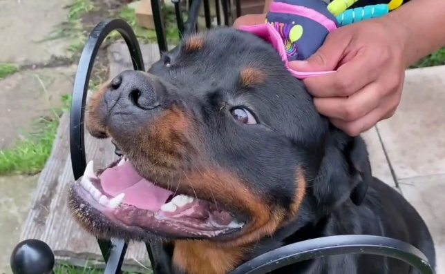 禁止携带犬只入内！两山公园加强管理措施并进行集中整治