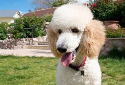 正宗贵宾犬图片欣赏 正宗贵宾犬图片欣赏