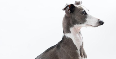 意大利灰狗日常怎么护理?该犬被毛较短 意大利灰狗日常怎么护理?该犬被毛较短
