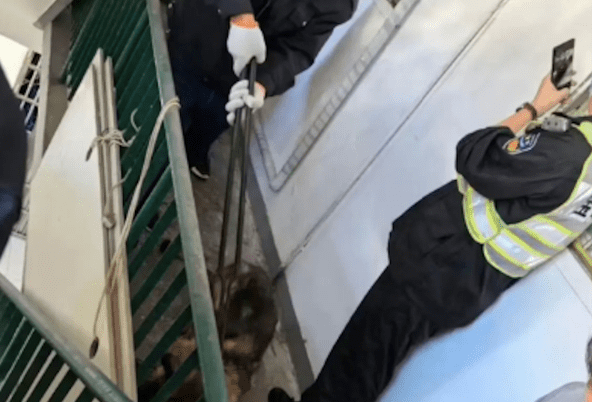 疑似退役警犬被举报没狗证，警方上门抓捕，拖行狗的过程有点心疼